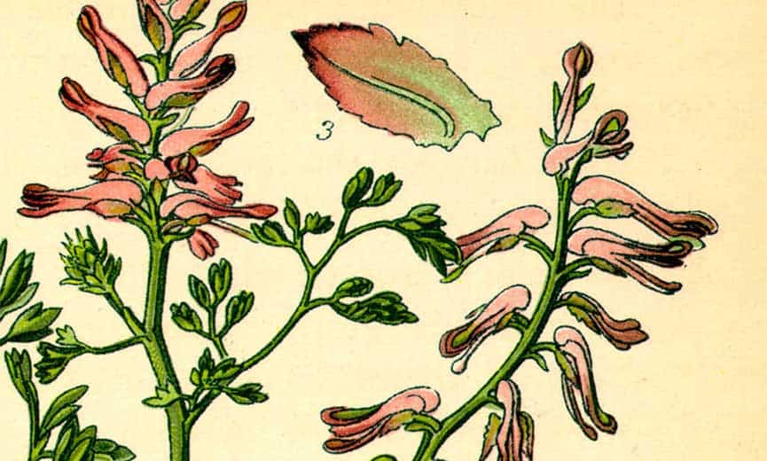 Corydalis: Natural pain relief herb known for its calming effects and health benefits.